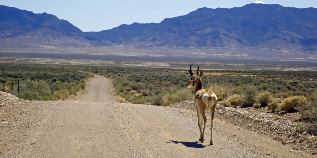 Pronghorn on a Gravel Road